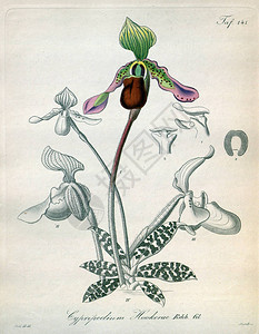 植物的插图复古图片图片