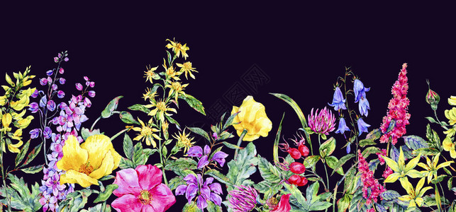 水彩夏日药用花卉无缝边框野花植物高清图片