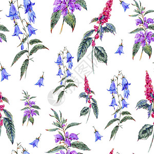 水彩夏季无缝图案的药用花卉野花孤立在白色背景图片