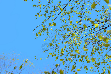 美丽的树枝天空有绿色叶子自然图片