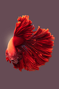 红色暹罗斗鱼斗鱼隔离在上图片