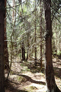 松林森林深处旅途森林小径早春没有叶子的树徒图片