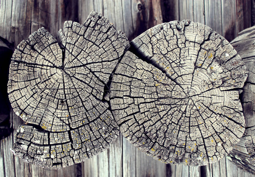 具有自然图案的旧木材纹理老树的横截面深色木材的质地自然图片