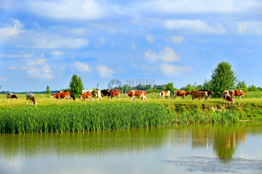 夏天奶牛在绿色农场牧场放牧景观与多云的天空和奶牛放牧草甸附近湖奶牛在湖边吃绿草全景与湖和家畜家畜图片