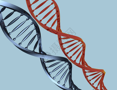 DNA3d分离的概念图片