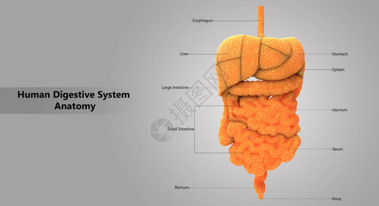 人体消化系统解剖学的3D插图图片