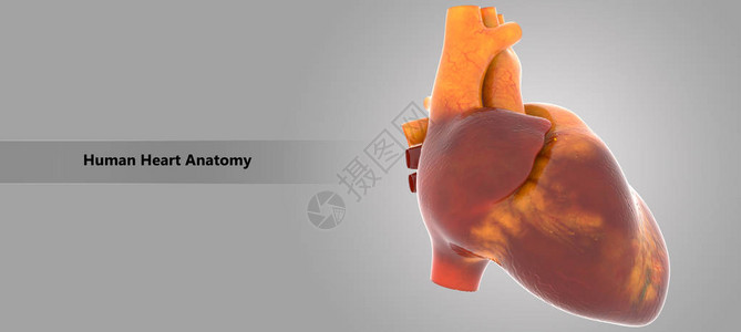 人体心脏解剖的3D插图图片