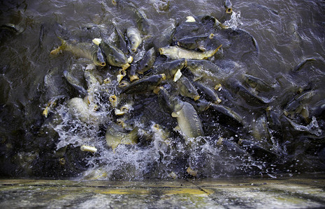 许多吃鱼野生河背景图片
