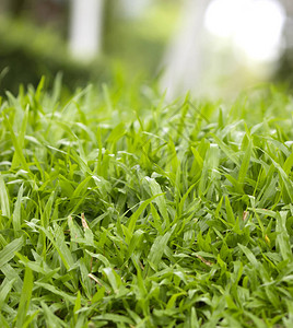 绿色草的自然背景小图片