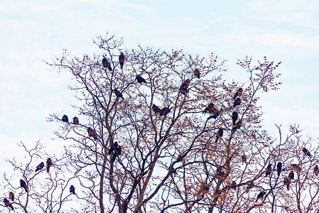 秋季坐在干枯树枝上的乌鸦图片