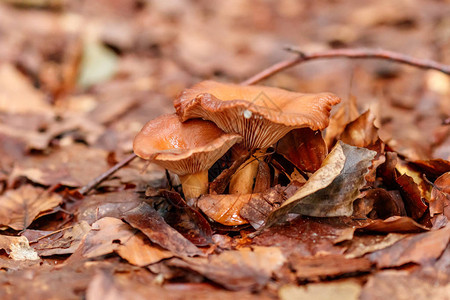黄橙树林下美丽的蘑菇图片