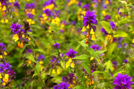 开满野花的森林草甸紫黄色的野花图片
