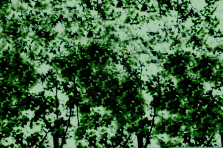 抽象模糊的树绿叶纹理背景图片
