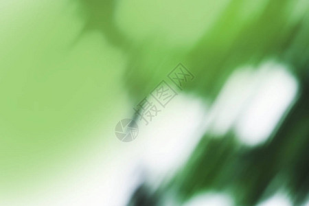 绿色模糊的背景焦点叶子背景的绿色散景新鲜的绿色生物图片