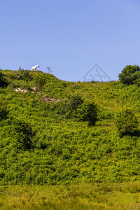 爱尔兰克利夫登山上的白马背景图片