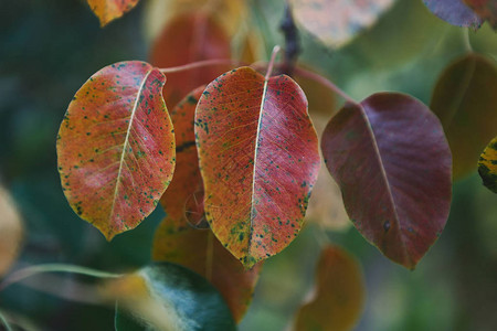 秋天的红野梨叶特写绿色背景模糊图片