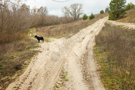 狗在树林里的路上跑图片