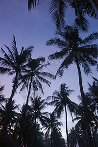 热带背景棕榈树剪影图片