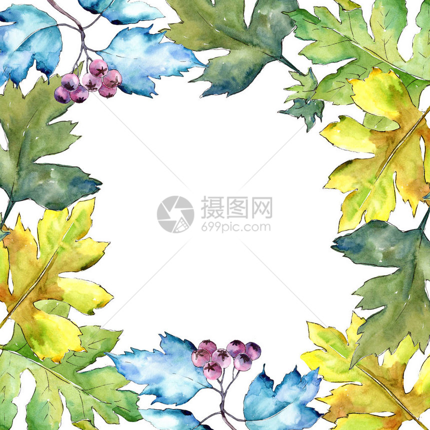水彩山楂五颜六色的叶子叶植物园花卉叶子框架边框装饰广场背景纹理包装图案框架或边图片
