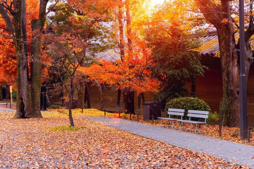 秋的花园落下红叶子美丽的图片