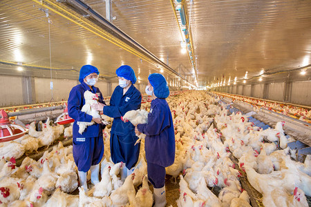养鸡的养鸡场以养殖类白鸡养殖为目的畜牧业住宅经营的室内住宅在仓库内生产背景图片