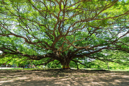 大树上百岁是惊人的美丽的自然北碧府泰国高清图片