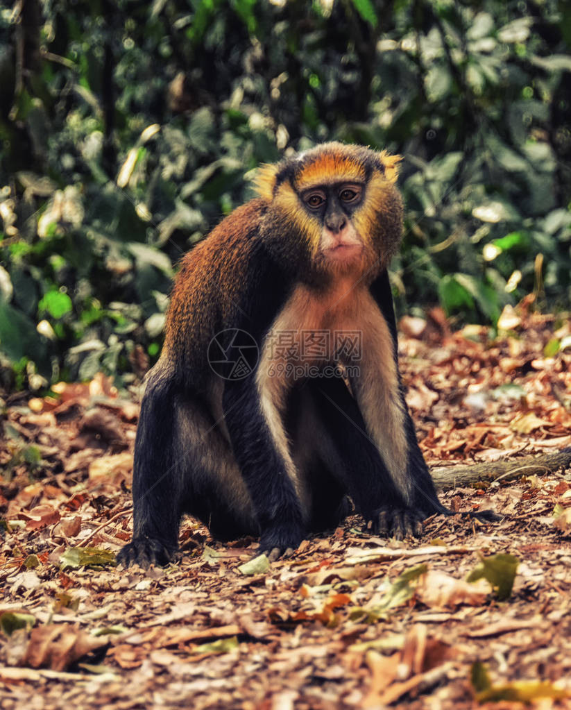 加纳猴子肖像Cercoptithecus图片