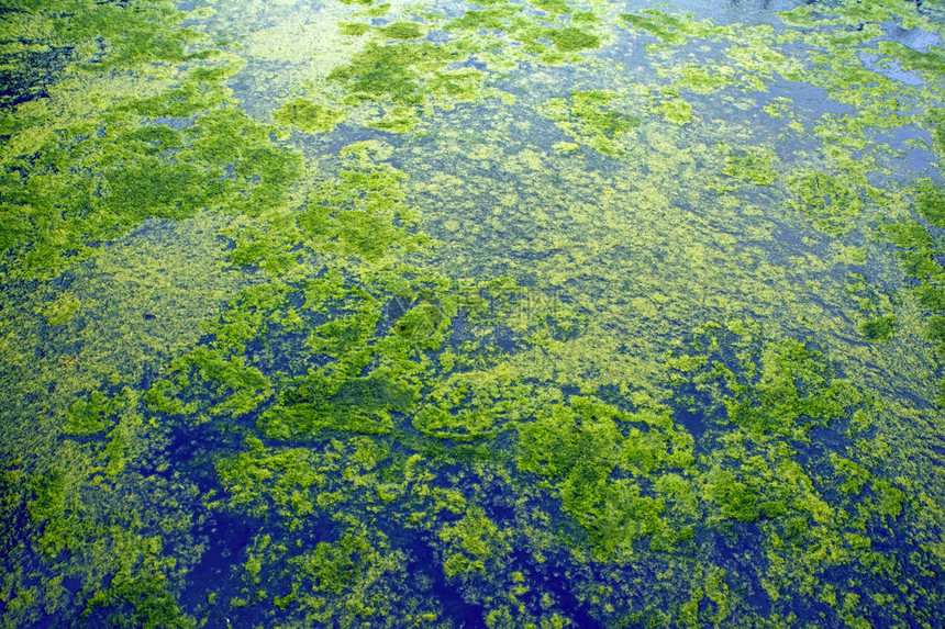 抽象的自然背景与蓝色水面上的绿色植物被遗弃的池塘的片段与绿色浮萍看起来像地球的鸟瞰图图片