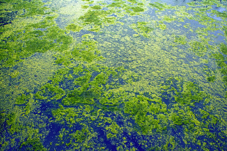抽象的自然背景与蓝色水面上的绿色植物被遗弃的池塘的片段与绿色浮萍看起来像地球的鸟瞰图背景图片