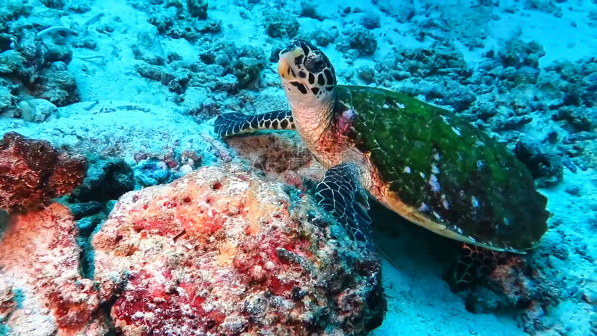 海面的绿海龟斯米兰泰国图片