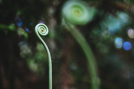 绿色植物自然背景植物学热带森林植物生图片