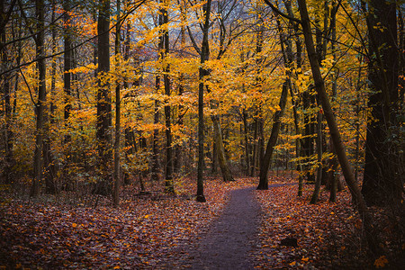 秋天的森林景象风向行走道路树叶图片