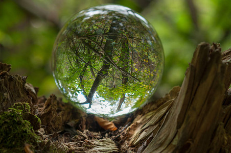 水晶球反射的森林图片