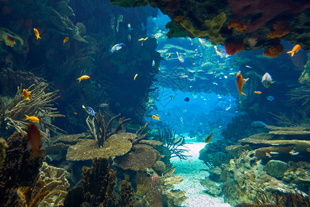 梦幻般的海底世界展示在里斯本水族馆的主葡萄牙图片
