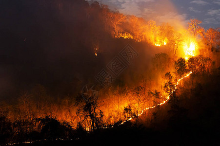森林大火野火燃烧树红色和橙色在夜间森林在山上泰国北部软焦点图片