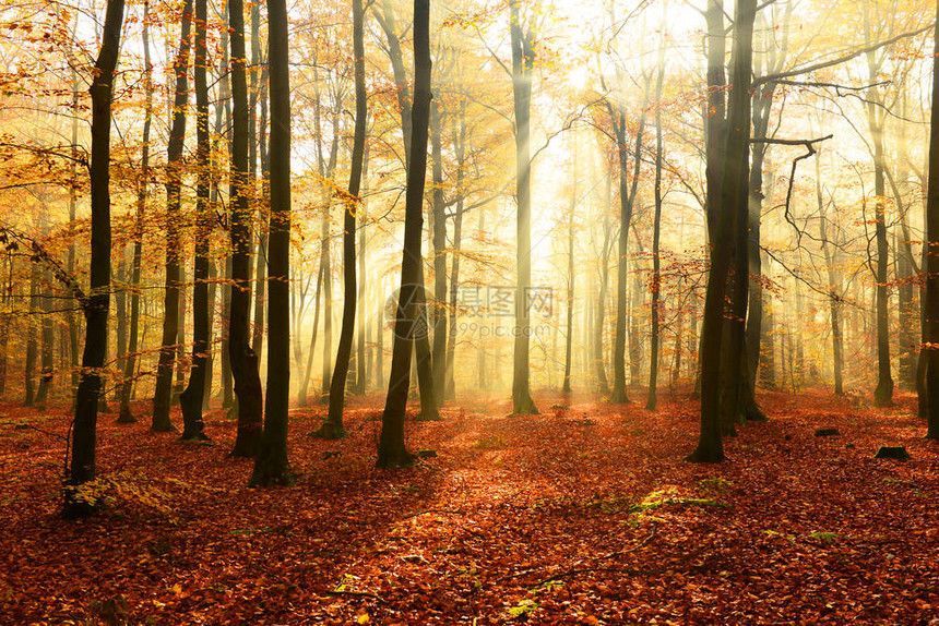 秋天森林里美丽的阳光在清晨图片