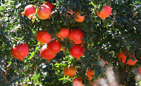 在石榴树上的花园里成熟的红色水果图片