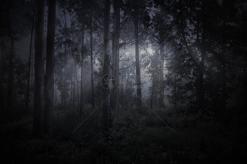 雾蒙蒙的森林里的神奇之光图片