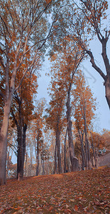照片秋天树自然风景图片