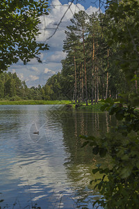 在树林景观的池塘上图片