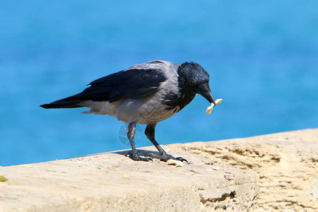 大灰乌鸦发现食物图片