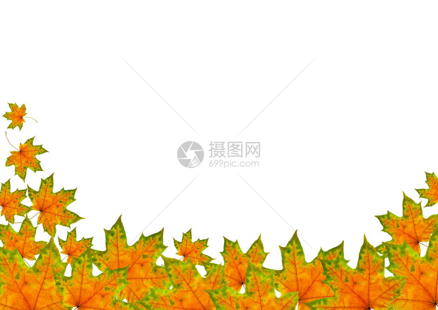 美丽的秋天树叶图片