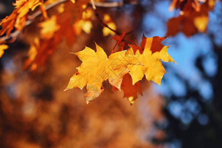 秋天的风景秋天树叶天空背景秋季设计标语牌横幅传单演示文稿图片
