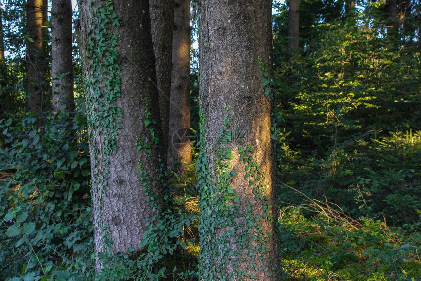 德国南部乡村夏日傍晚的松树森林图片