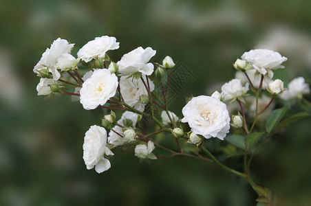 美丽的白色茶叶玫瑰树枝以孤图片