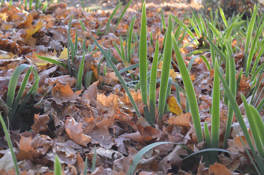绿色长的鲜草通过干燥落下的秋季天然黄橙红叶的天然地毯生长图片