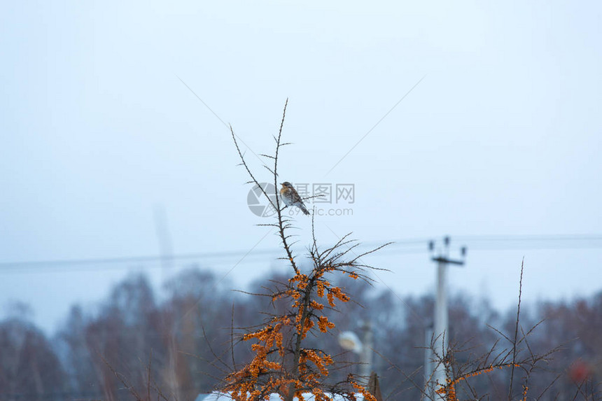 冬天风景中沙棘丛上的鸟图片