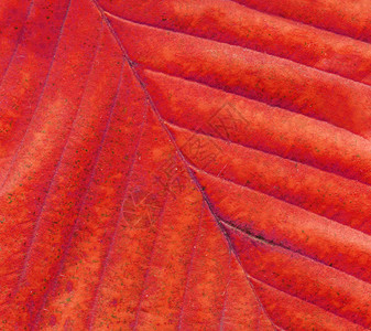 红秋叶缝合红叶的宏图片