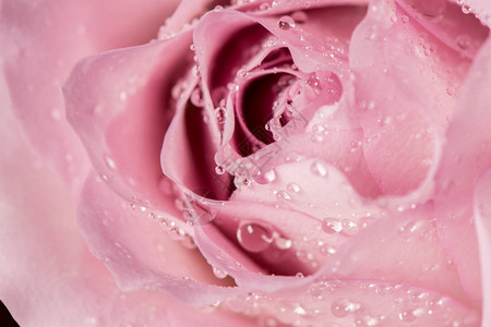 美丽的玫瑰花蕾上有水滴图片