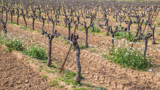 法国南部的葡萄园春天图片